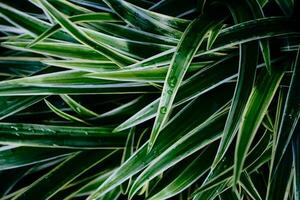 sfondo foglia naturale verde pianta avvicinamento natura astratto struttura foto