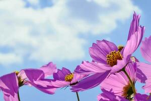 rosa cosmo fiore con blu cielo e nube sfondo foto