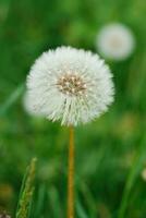 dente di leone fiore in crescita nel il verde erba nel il primavera foto