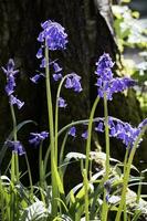 un ciuffo di campanule che fioriscono nel sole primaverile foto