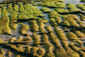 verde muschio su acqua struttura su spiaggia foto