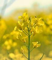 stupro con giallo fiori nel il canola campo. Prodotto per commestibile olio e bio carburante foto