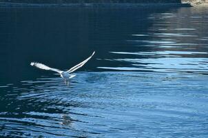 gabbiani prende via nel il fiordo. acqua gocce spruzzo nel dinamico movimento di mare uccello. foto