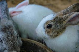 coniglio coniglietto pasqua foto