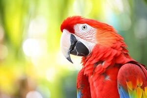 un' avvicinamento ritratto di un' vivace ara, suo piume un' colorato combinazione di rosso, blu, e giallo, contro un' luminosa naturale ambientazione. il ara sembra io con suo curioso occhi. generativo ai foto