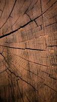 struttura di legno verticale del tronco d'albero tagliato foto