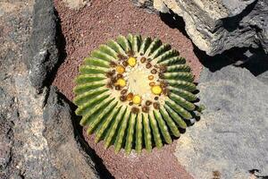 diverso cactus nel un' giardino su il canarino isola di Lanzarote foto