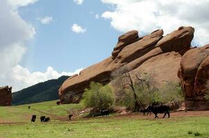 mandria di nero angus Manzo bestiame vicino un' rosso arenaria formazione nel Colorado foto