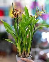 paphiopedilum venus slipper orchid close up foto