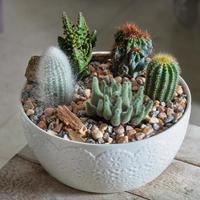 terrario colorato con succulenti fiori di cactus sabbia di roccia all'interno del vaso foto