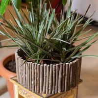 dracaena draco albero del drago nel vaso di legno foto