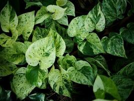 variegato pianta nel pentola decorare Casa foto