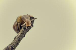 poco beige lumaca con un' conchiglia arrampicata su un' bastone su un' leggero crema sfondo foto