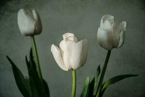 bianca primavera tulipano fiore con verde le foglie su buio sfondo foto