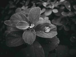 bellissimo estate pianta con gocce di pioggia su il le foglie monocromatico foto