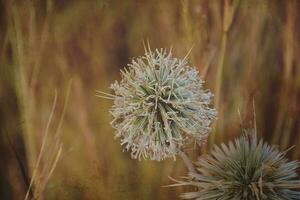 interessante originale pianta su un' beige sfondo nel il prato su un' estate giorno foto