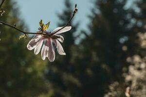 delicato grande luminosa magnolia fiori su un' primavera albero nel il caldo luce del sole foto