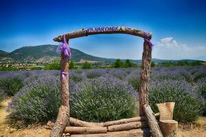 fragrante lavanda in crescita su il Turco campo nel il caldo estate luglio sole foto