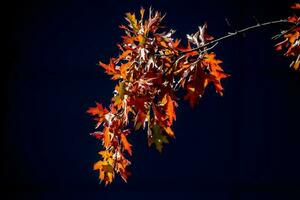 rosso quercia le foglie nel il caldo autunno sole su un' nero liscio sfondo foto