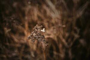 ultimo autunno fiore su un' ramo su un' Marrone sfondo nel il giardino foto