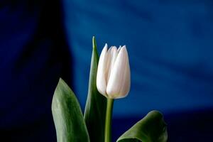 bianca primavera tulipano fiore con verde le foglie su buio sfondo foto