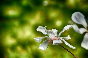 delicato magnolia fiori su un' albero ramo nel un' soleggiato primavera giardino foto