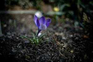 bellissimo delicato croco fiore in crescita nel il primavera giardino foto