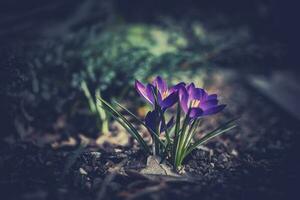 bellissimo delicato croco fiore in crescita nel il primavera giardino foto