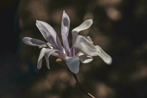 delicato grande luminosa magnolia fiori su un' primavera albero nel il caldo luce del sole foto