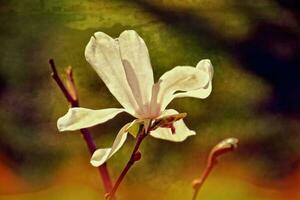 delicato magnolia fiori su un' albero ramo nel un' soleggiato primavera giardino foto