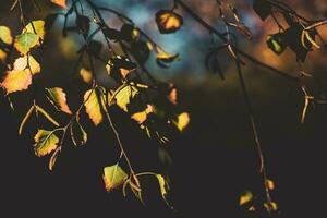 giallo oro betulla le foglie su un autunno Marrone naturale sfondo foto