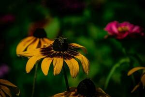 giallo fiori nel il giardino nel il caldo estate sole, foto