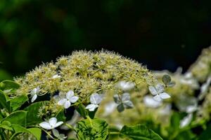 primavera cespuglio con bianca fiori fioritura nel avvicinamento nel il caldo raggi di il sole foto