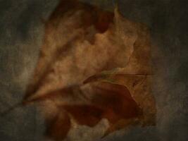 originale Marrone autunno acero foglia su un interessante sfondo foto