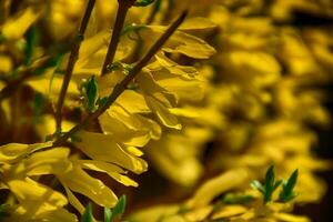 forsizia cespuglio con giallo fiori la creazione di un' primavera sfondo nel il raggi di il caldo sole foto