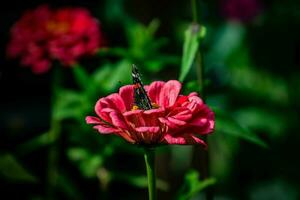 estate fiore nel il giardino nel il caldo sole con un' farfalla su un' sfondo di verde le foglie foto