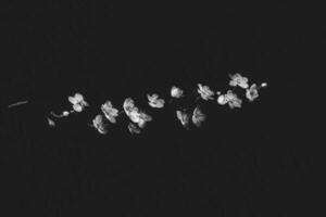 delicato piccolo primavera bianca Mela fiorire su un' nero sfondo foto