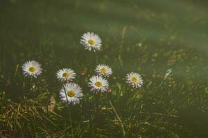 bianca delicato primavera fiori margherita in crescita nel il foresta tra verde fogliame foto