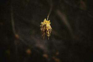 giallo fiore di il albero su un' caldo presto primavera giorno su un' buio sfondo foto