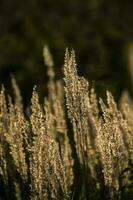 autunno d'oro erba nel il caldo raggi di il pomeriggio sole foto