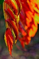 rosso le foglie formatura un interessante e originale autunno sfondo su un' soleggiato giorno foto