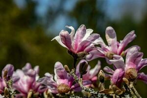 delicato grande luminosa magnolia fiori su un' primavera albero nel il caldo luce del sole foto