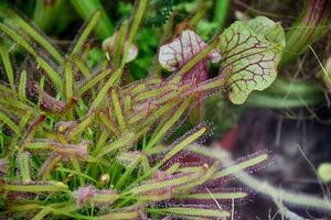 raro originale insettivoro pianta nel il naturale ambiente nel avvicinamento foto