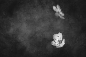delicato piccolo primavera bianca Mela fiorire su un' nero sfondo foto