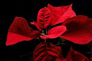 delicato rosso Natale stella su un' nero sfondo nel avvicinamento foto