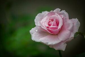 rosa fiore nel giardino naturale all'aperto foto