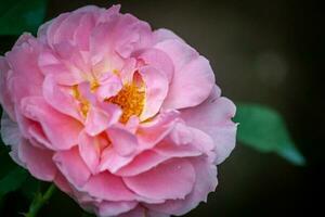 rosa fiore nel giardino naturale all'aperto foto