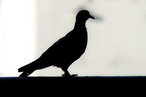 Piccione colomba silhouette buio nero su bianca sfondo foto