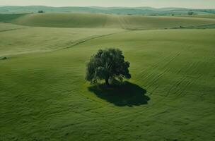 singolo prugna albero nel il mezzo di un' erboso campo. solo albero nel il mezzo di un' verde campo. generativo ai. foto