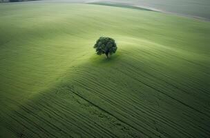 singolo prugna albero nel il mezzo di un' erboso campo. solo albero nel il mezzo di un' verde campo. generativo ai. foto